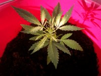 IMG_20201009_162333.jpg