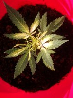 IMG_20201009_162459.jpg