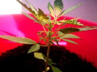IMG_20201009_162349.jpg
