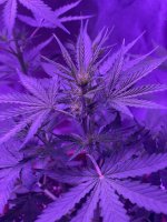 photo121044.jpg