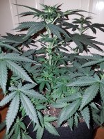 20201009_183454.jpg