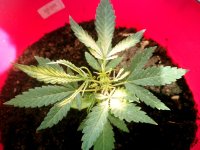 IMG_20201010_124241.jpg