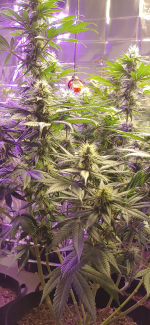 photo121214.png