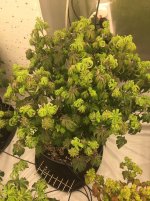 f1.jpg