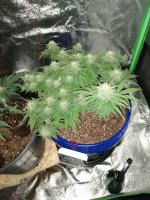 4thweekflowerclone.jpg
