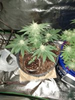 4week flowerseed.jpg