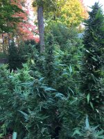 IMG_2470.jpeg