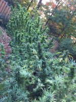 IMG_2471.jpeg