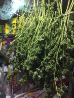 IMG_2484.jpeg