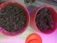 IMG_2490.jpeg