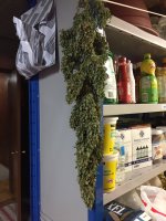 IMG_2501.jpeg