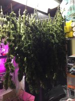 IMG_2497.jpeg