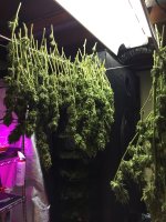 IMG_2498.jpeg
