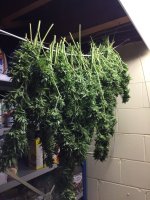 IMG_2502.jpeg