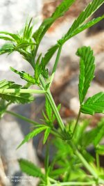 IMG_20201022_115016.jpg