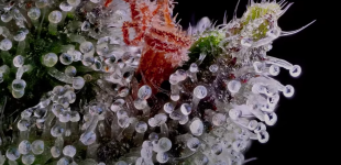 photo122231.png