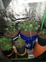 showthegrow.jpg