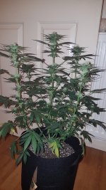 Critical Crack OG.jpg