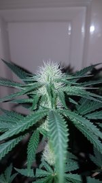 CC Pistils.jpg