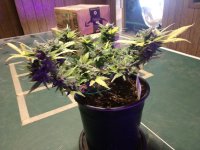 IMG_20201028_013814394.jpg