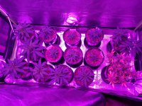 IMG_20201028_013624226.jpg