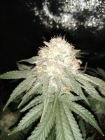 IMG_20201030_074924911.jpg