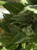 IMG_0575.jpeg
