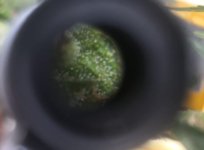 planta tricomas.jpg