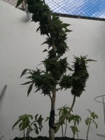 planta entera.jpeg