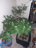 20201104_193326.jpg