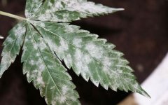 white-mildew-on-cannabis-marijuana-640x401.jpg