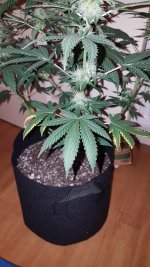 20201106_174329.jpg