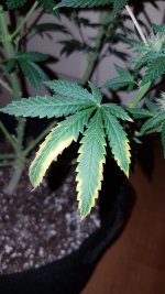 20201106_174409.jpg