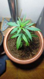 IMG_20201107_190440578.jpg