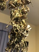 IMG_1132.jpeg