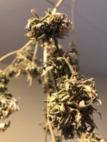 IMG_1129.jpeg