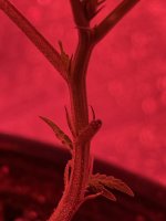 EDBE0E54-4C0F-4914-9D3D-D7D2AB4A54C4.jpeg