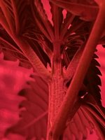 0D0CF1CE-9A17-4744-B6BB-A12266BE6BF8.jpeg