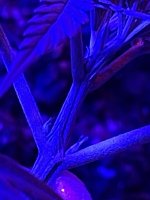 E7DA6B06-F30B-4BC5-8040-49D3340BDD6E.jpeg