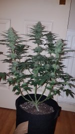 Critical Crack  og.jpg