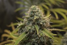 GROW 12.jpg