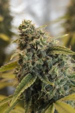 GROW 10.jpg