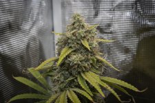 GROW 13.jpg