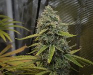 GROW 11.jpg