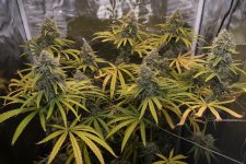 grow 9.jpg