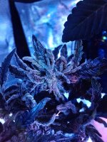 IMG_2673.jpg