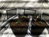 20201028_074123.JPG