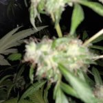 photo124583.jpg