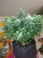 IMG_20201124_110903.jpg