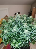 IMG_20201124_110908.jpg